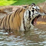 Charlie the Tiger
