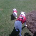 Bulldawg Owner and Proud of It