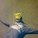 Tarek Sawaf