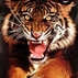 Tom G