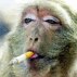 Monkey Pox