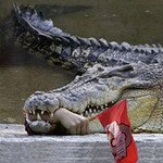1974 Gator