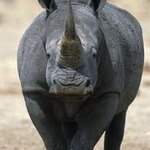 The Rhino King