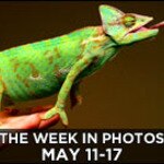 Anole Greene