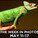 Anole Greene