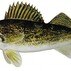 Walleye Bob