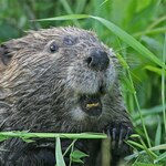 Dan Beaver