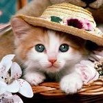 Magdy Whitecat