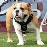 bulldog fan