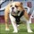 bulldog fan