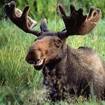 David Moose