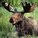David Moose