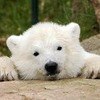 Bear_chillin_crop_100x100