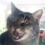 Mad Kittens