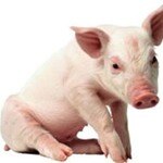 Horny Pig