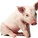 Horny Pig