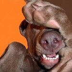 The Dawg