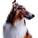 JJ85 Reveille