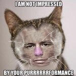 Georges St. Purrrrrrrrrrr