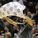 Patty Mills' Towel