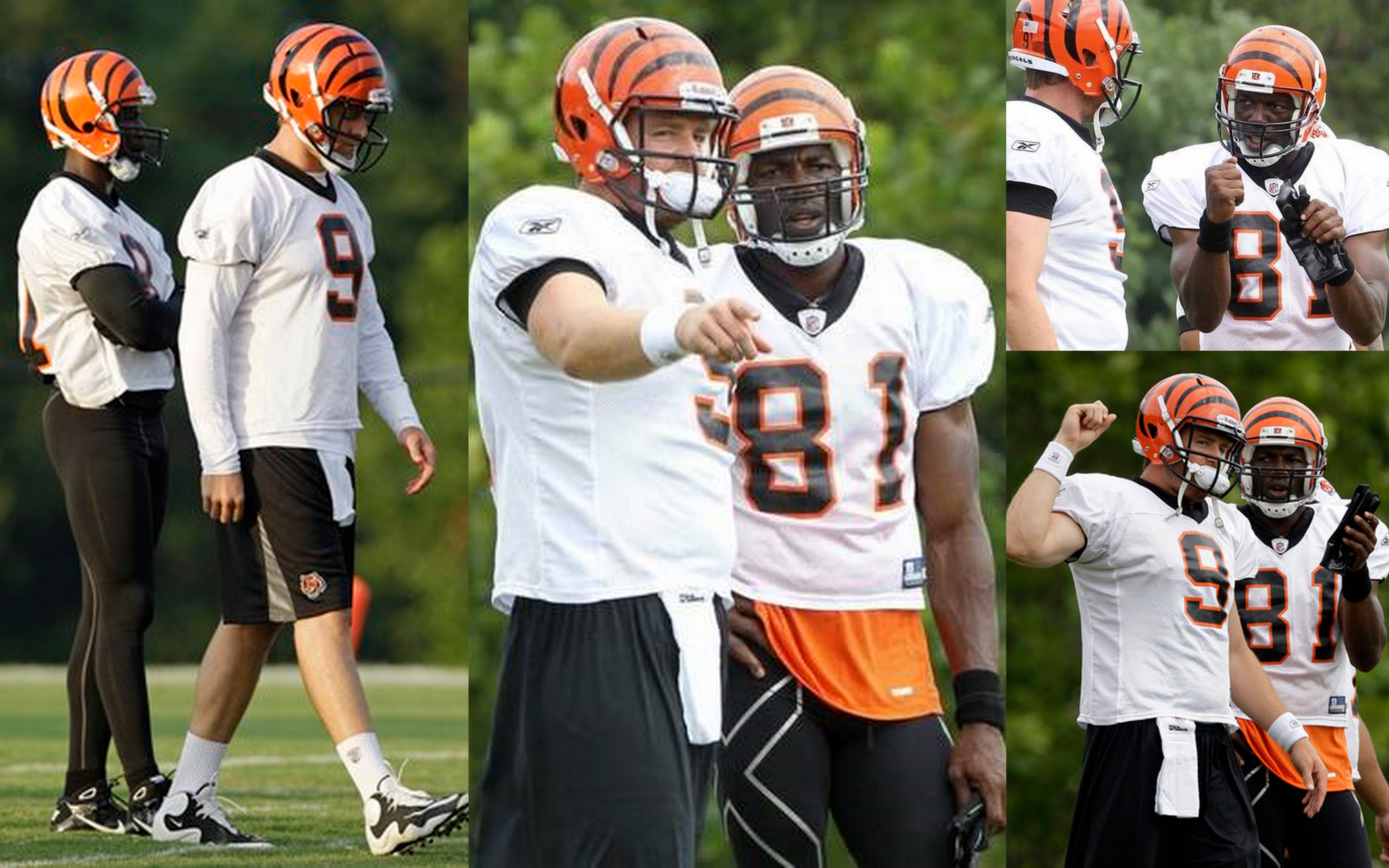 Cincinnati Bengals wide receiver Terrell Owens (81) in action during  football training camp during the NFL football team's practice, Thursday,  July 29, 2010, in Georgetown, Kentucky. (AP Photo/Al Behrman Stock Photo -  Alamy