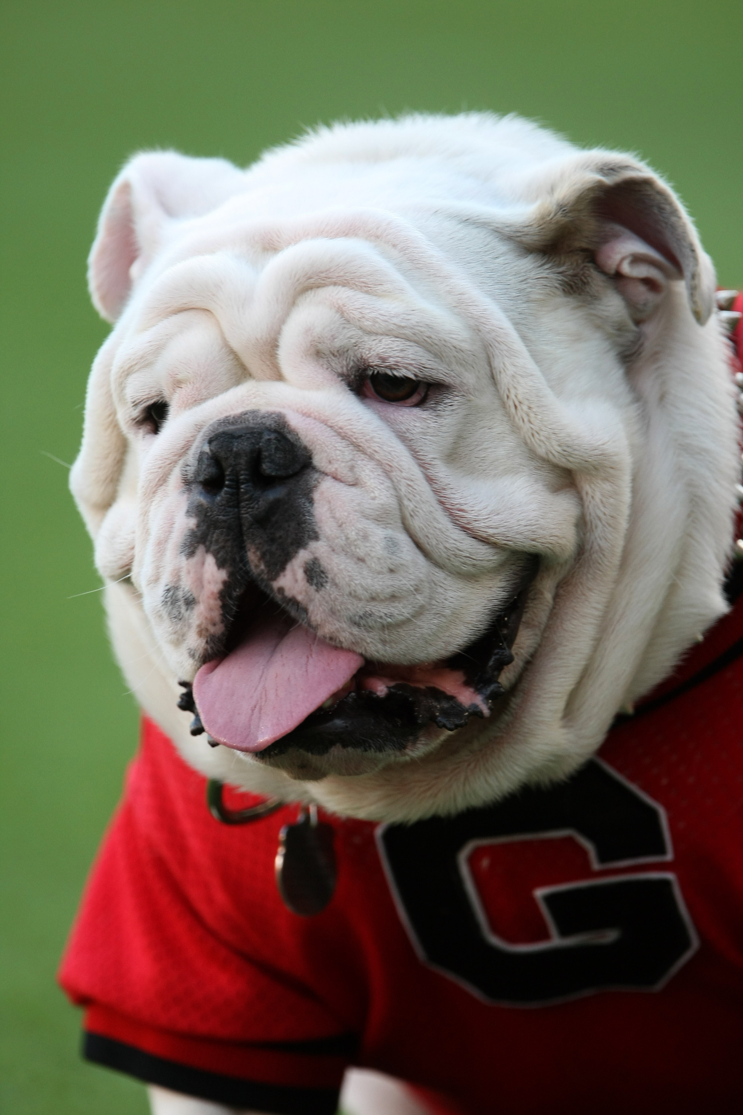 Georgia has a new mascot. Meet Uga XI 