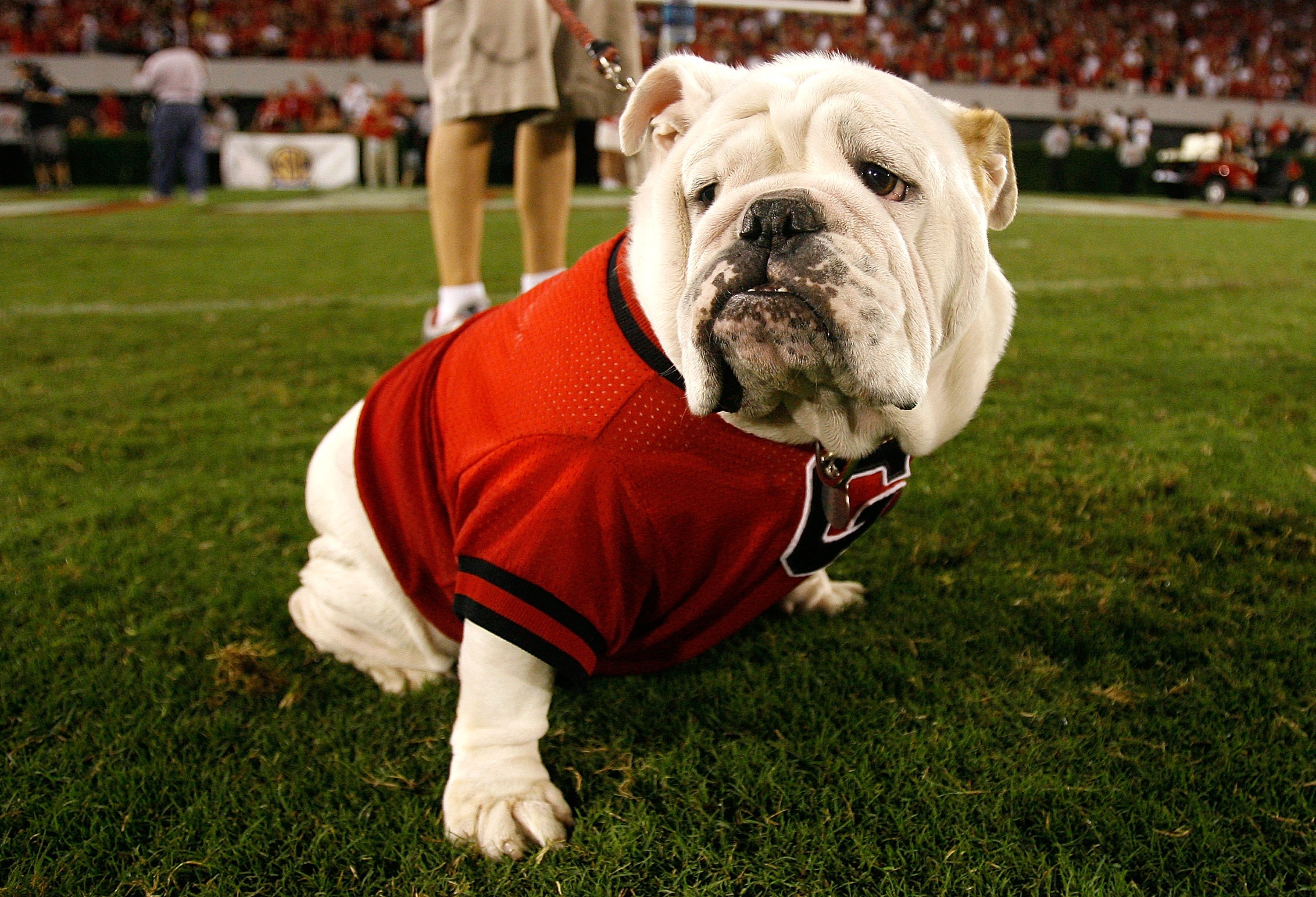 Beloved Bulldogs: Uga through the years, Georgia Sports