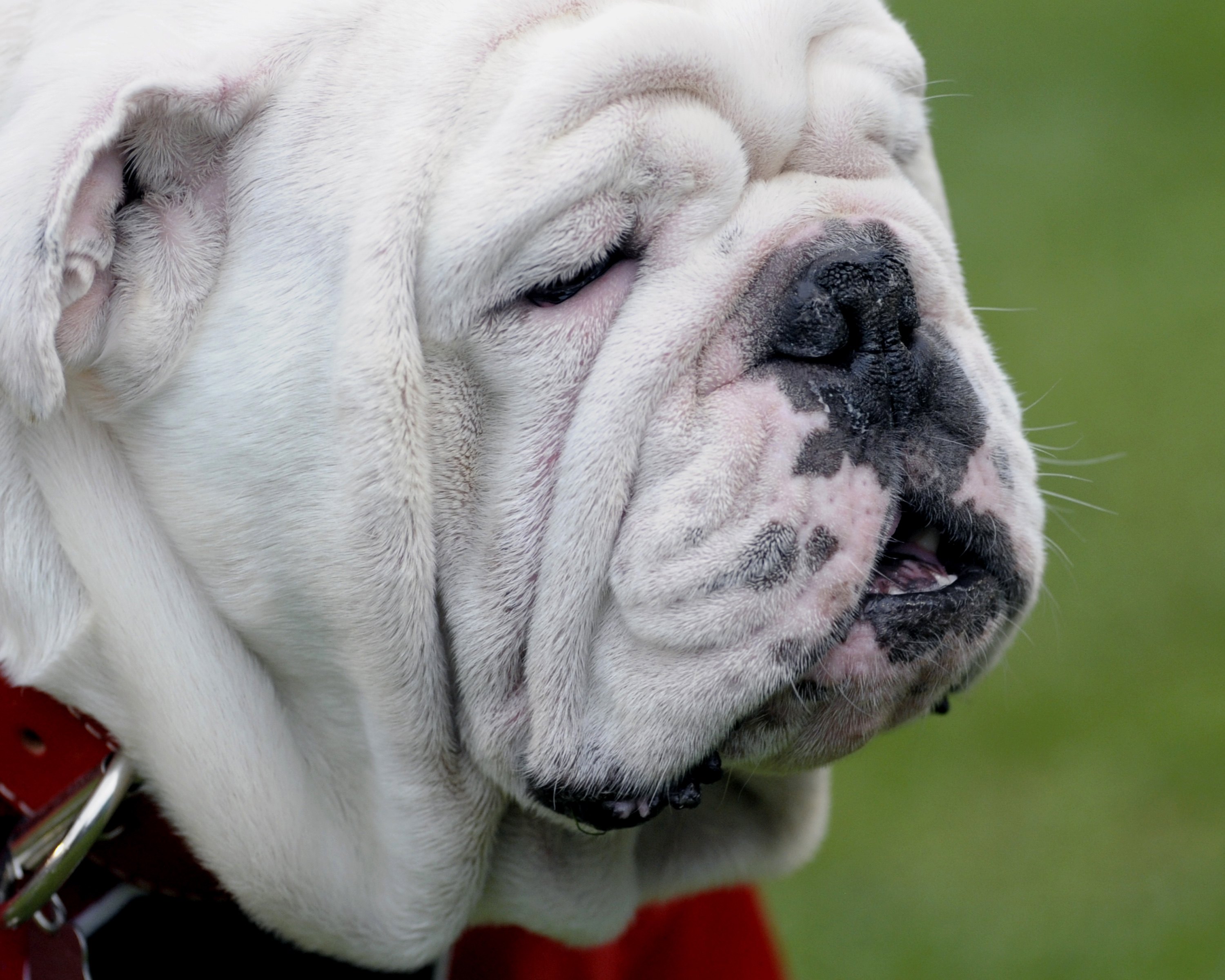 Ready for Uga VIII? A look back at beloved mascot News