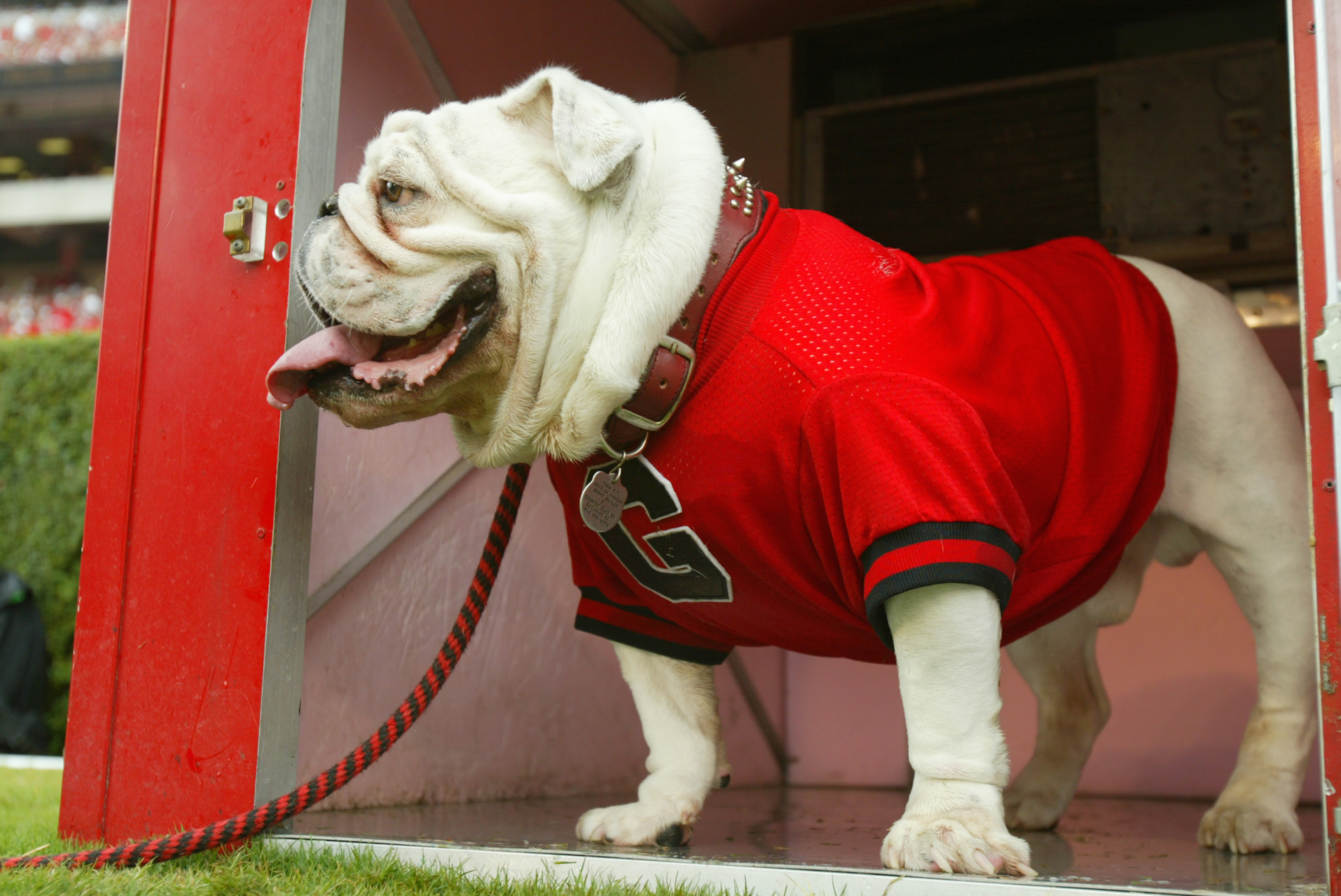 ATHENS, GA - OCTOBER 9:  Uga VI, mascot of the Georgia Bulldogs looks on during the game against the Tennessee Volunteers at Sanford Stadium on October 9, 2004 in Athens, Georgia.  Tennessee won 19-14.  (Photo by Scott Halleran/Getty Images)