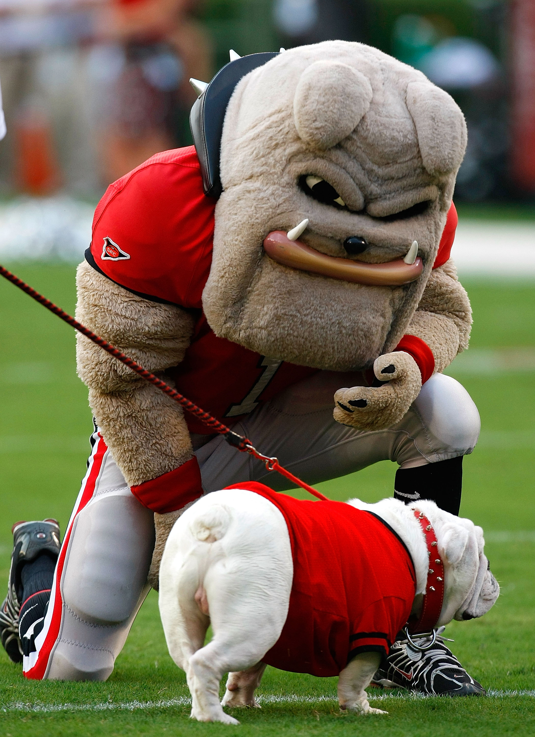 ATHENS, GA - SEPTEMBER 12: Hairy, the mascot of the Georgia Bulldogs, approaches UGA VII before facing the South Carolina Gamecocks at Sanford Stadium on September 12, 2009 in Athens, Georgia. (Photo by Kevin C. Cox/Getty Images)