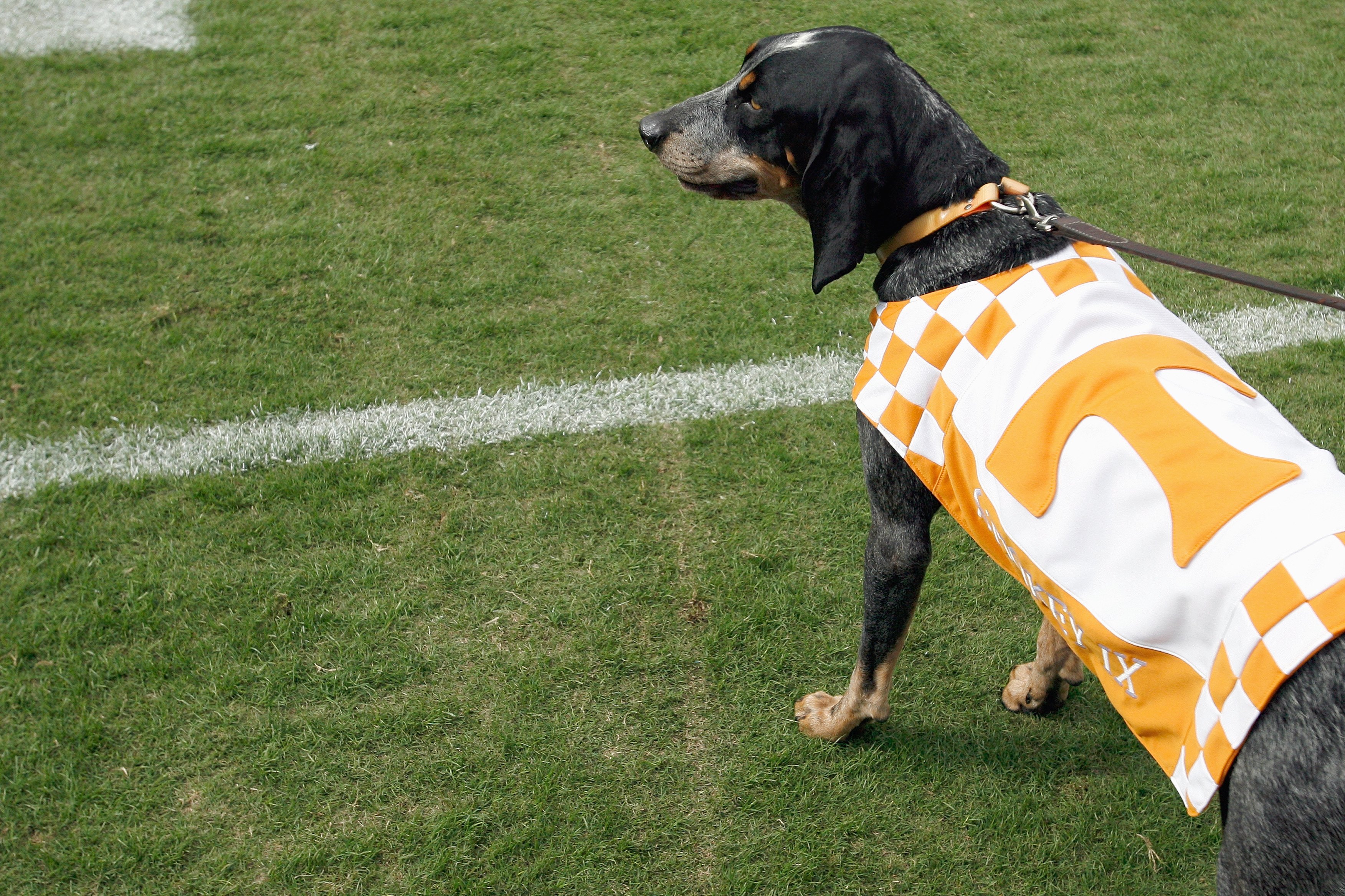ATHENS, GA - OCTOBER 11:  Smokey IX mascot of the Tennessee Volunteers sits on the sidelines during the game against the Georgia Bulldogs at Sanford Stadium on October 11, 2008 in Athens, Georgia.  (Photo by Kevin C. Cox/Getty Images)