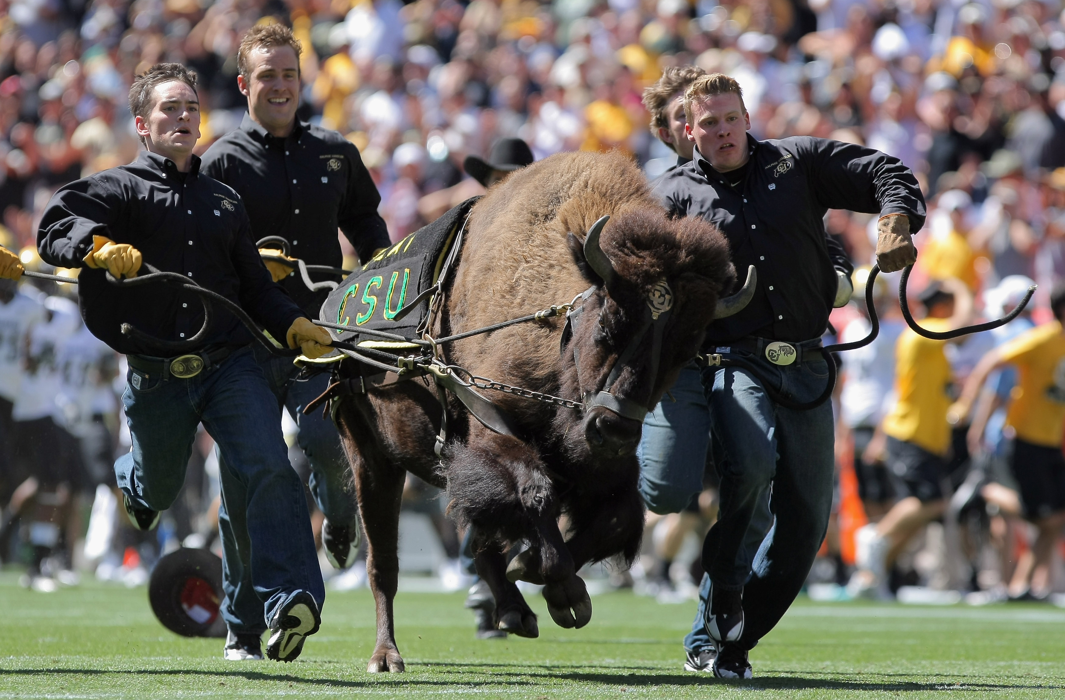 DENVER - SEPTEMBER 04:  Ralphies Runners flank Ralphie V as he escorts the Colorado Buffaloes onto the field to face the Colorado State Rams during the the Rocky Mountain Showdown at INVESCO Field at Mile High on September 4, 2010 in Denver, Colorado.  (P
