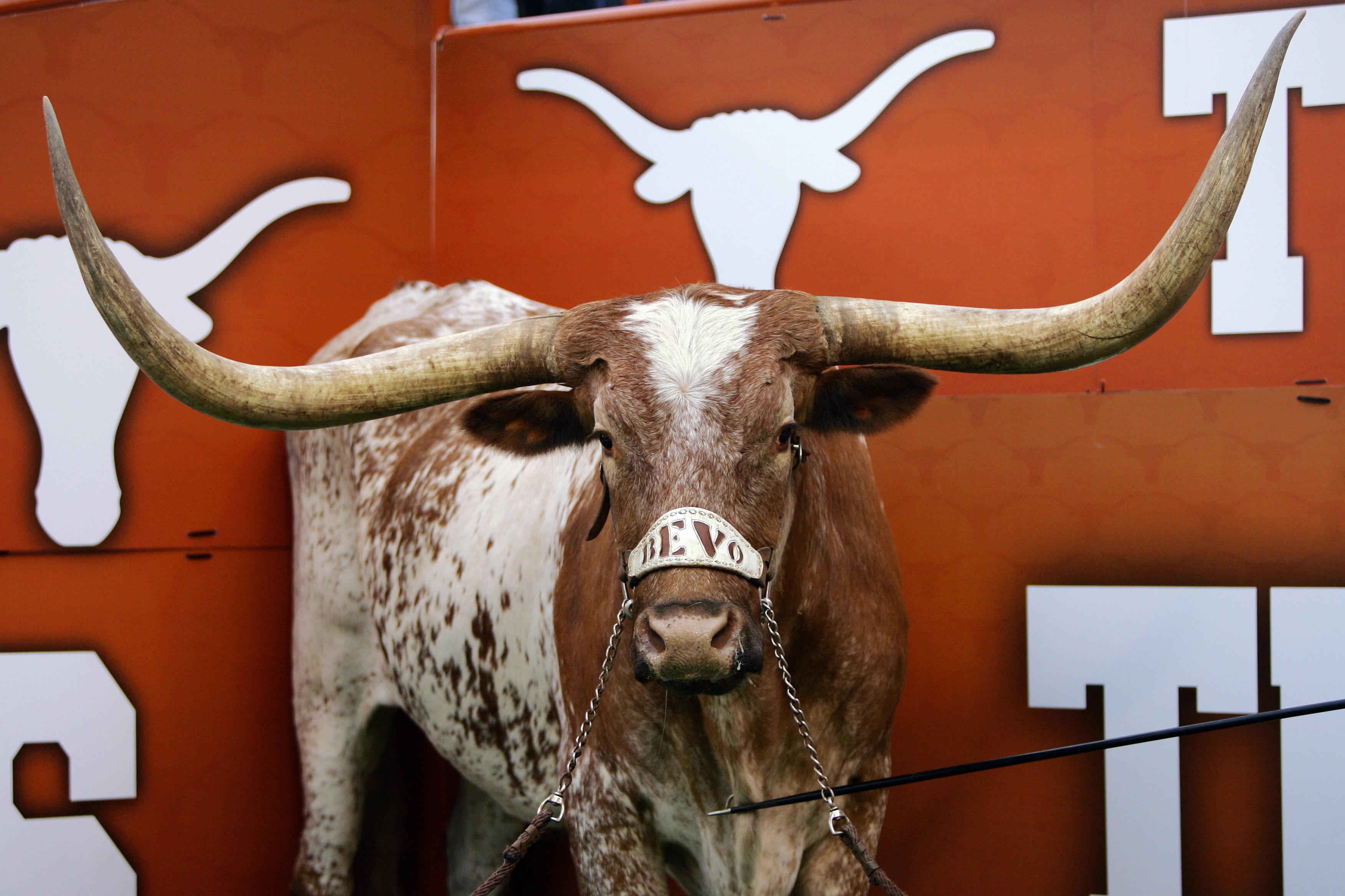 AUSTIN, TX - OCTOBER 10:  Bevo, the mascot of the Texas Longhorns, stands in his corner during a game against the Colorado Buffaloes on October 10, 2009 at Darrell K Royal-Texas Memorial Stadium in Austin, Texas.  Texas won 38-14.  (Photo by Brian Bahr/Ge