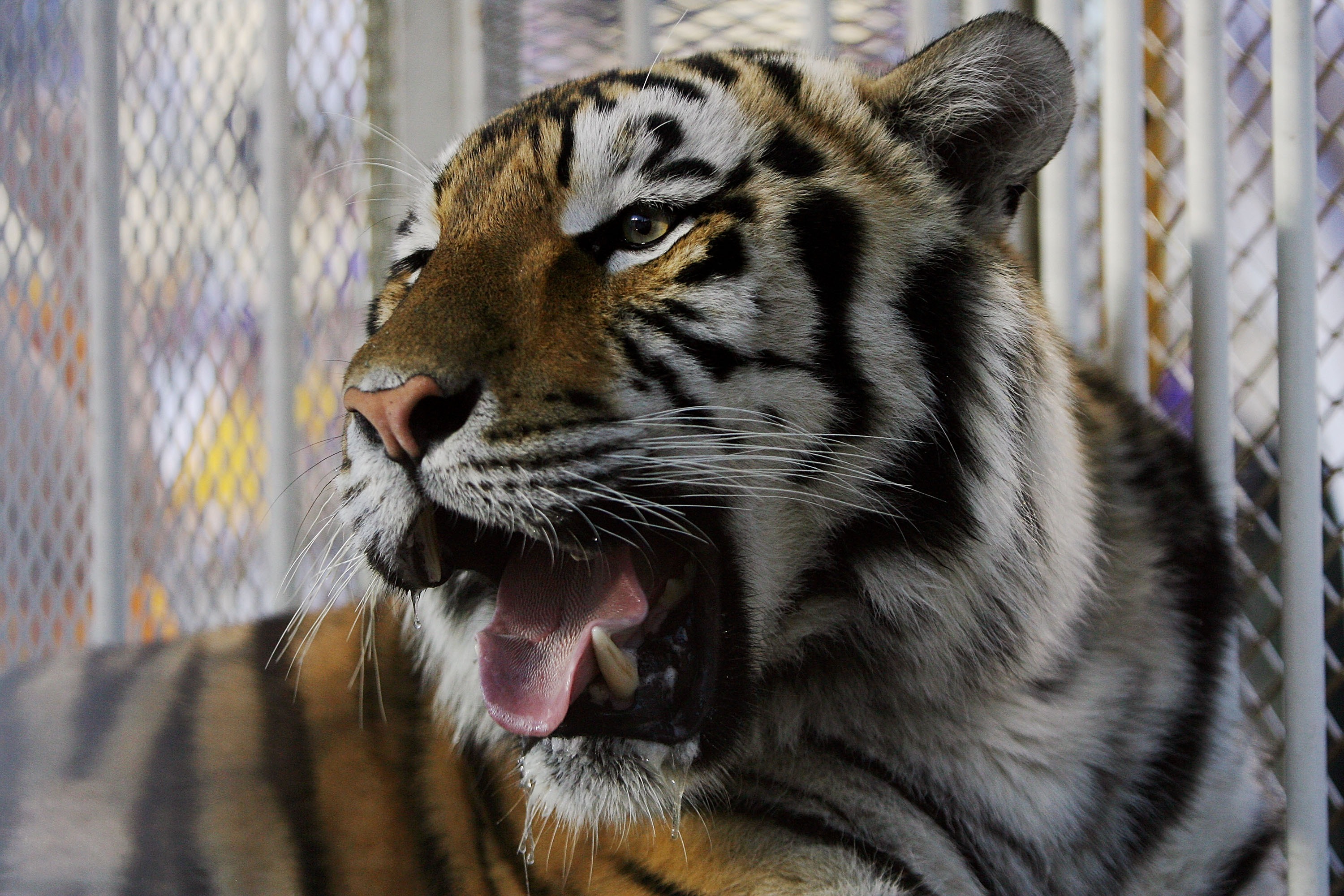 BATON ROUGE, LA - OCTOBER 06: LSU mascot Mike VI, a Bengal/Siberian mixed tiger, is displayed on the field before the Florida Gators take on the LSU Tigers at Tiger Stadium on October 6, 2007 in Baton Rouge, Louisiana. (Photo by Doug Benc/Getty Images)