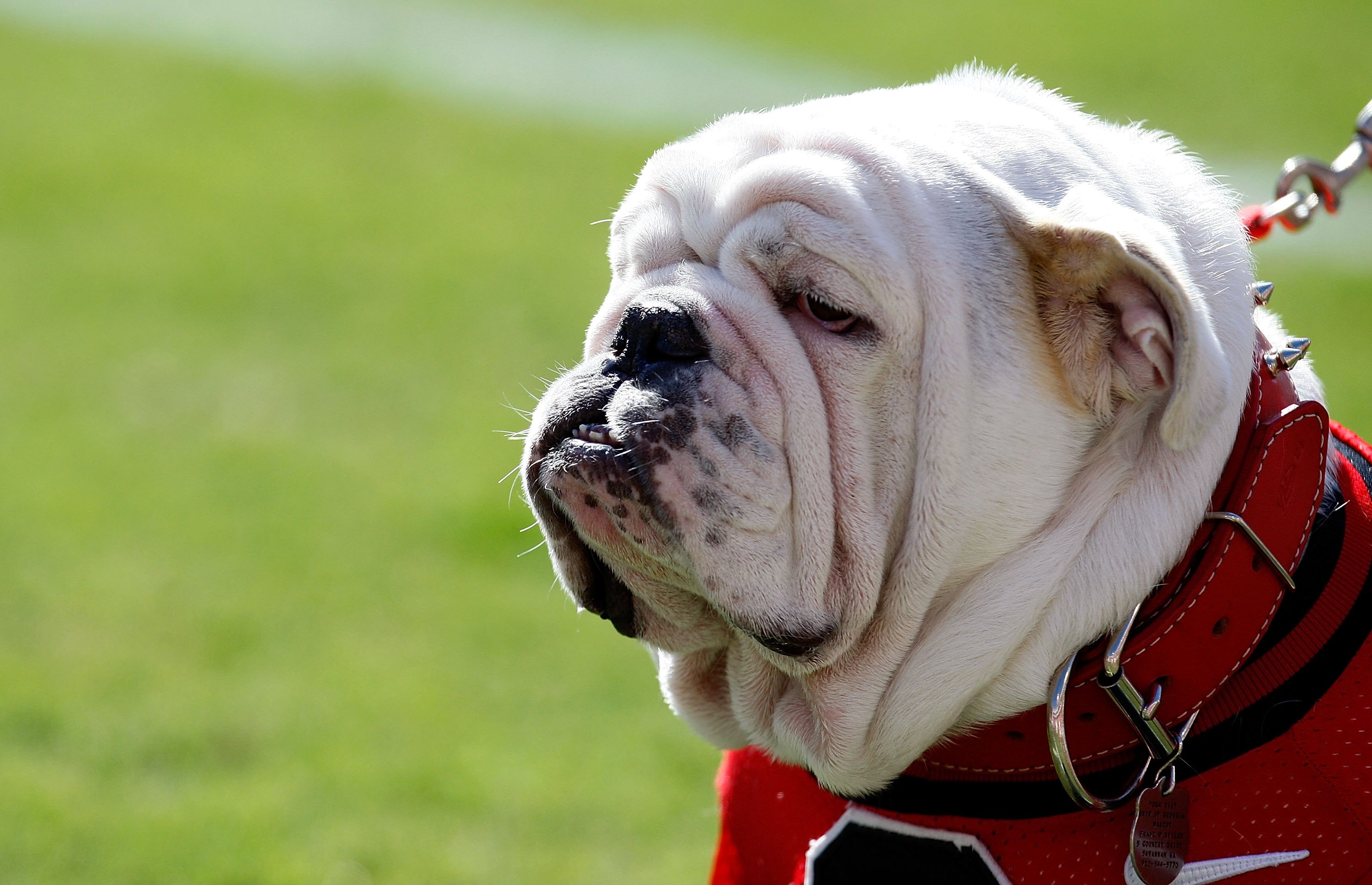 ATHENS, GA - OCTOBER 03:  UGA VII, mascot of the Georgia Bulldogs, watches the game against the Louisiana State University Tigers from the sidelines at Sanford Stadium on October 3, 2009 in Athens, Georgia.  (Photo by Kevin C. Cox/Getty Images)