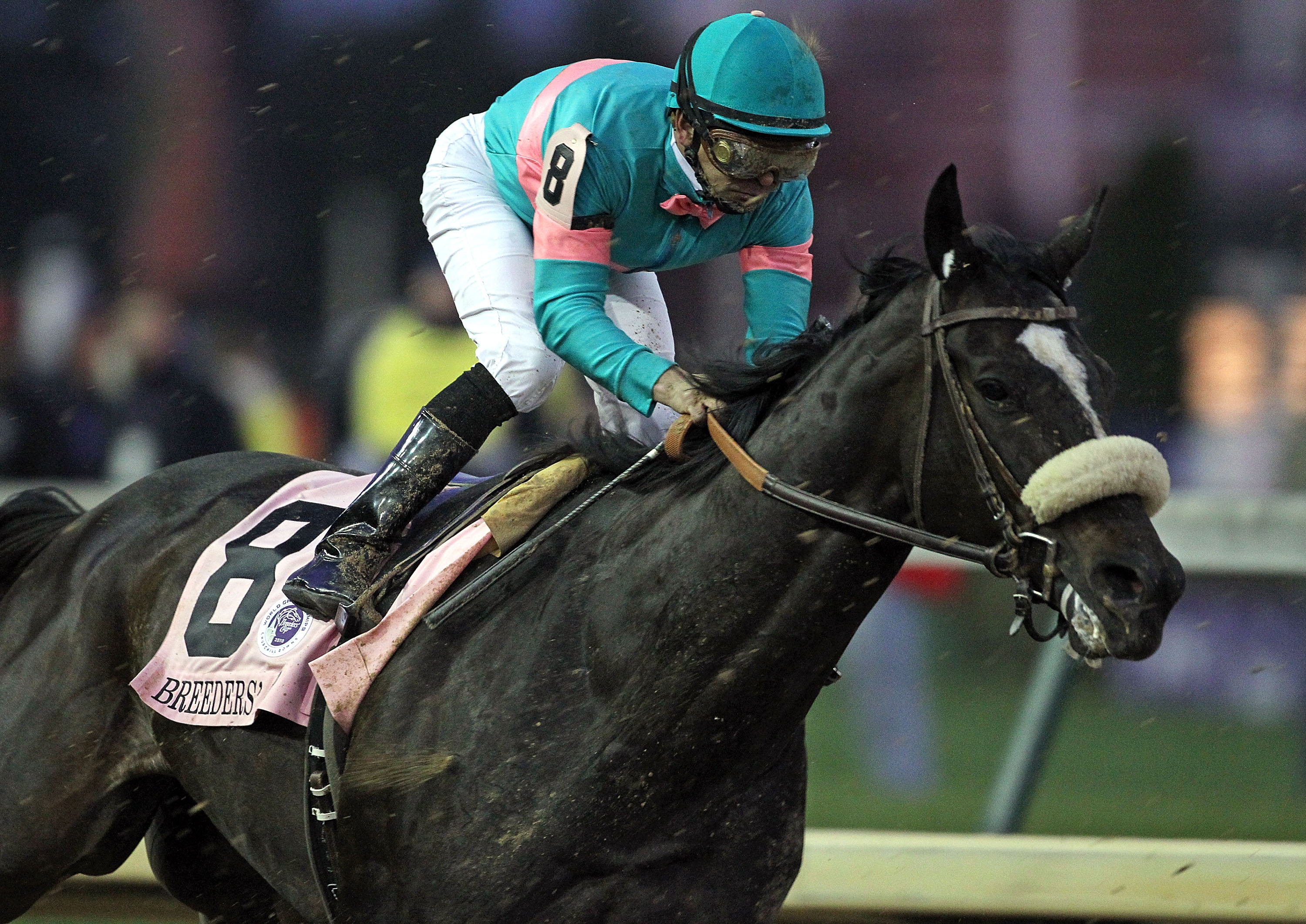 Zenyatta Breeders Cup and the Most Famous Losses in Horse Racing