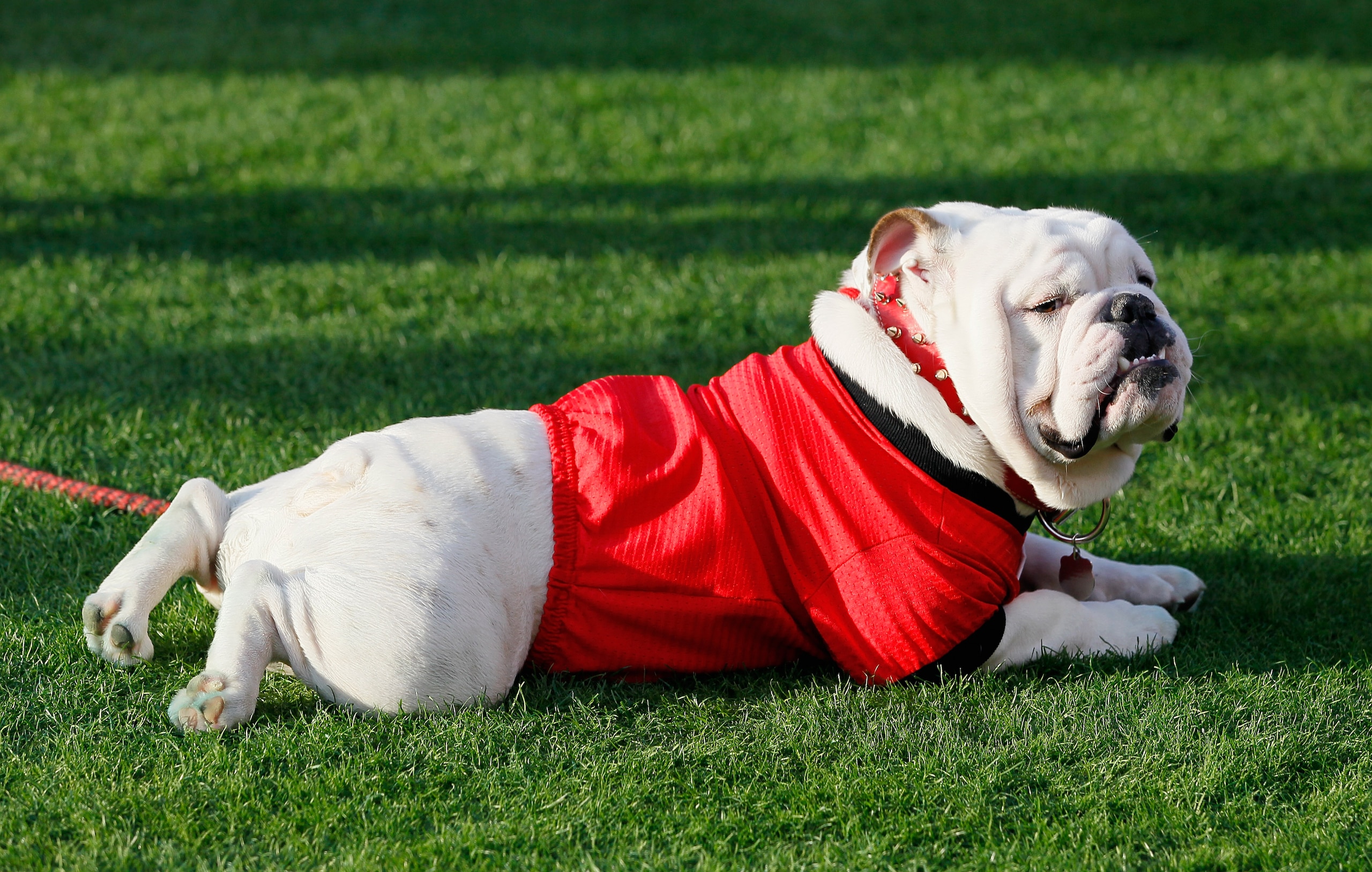 AUBURN, AL - NOVEMBER 13: UGA VIII, mascot of the Georgia Bulldogs, against the Auburn Tigers at Jordan-Hare Stadium on November 13, 2010 in Auburn, Alabama. (Photo by Kevin C. Cox/Getty Images) AUBURN, AL - NOVEMBER 13: UGA VIII, mascot of the Georgia Bulldogs, against the Auburn Tigers at Jordan-Hare Stadium on November 13, 2010 in Auburn, Alabama. (Photo by Kevin C. Cox/Getty Images)
