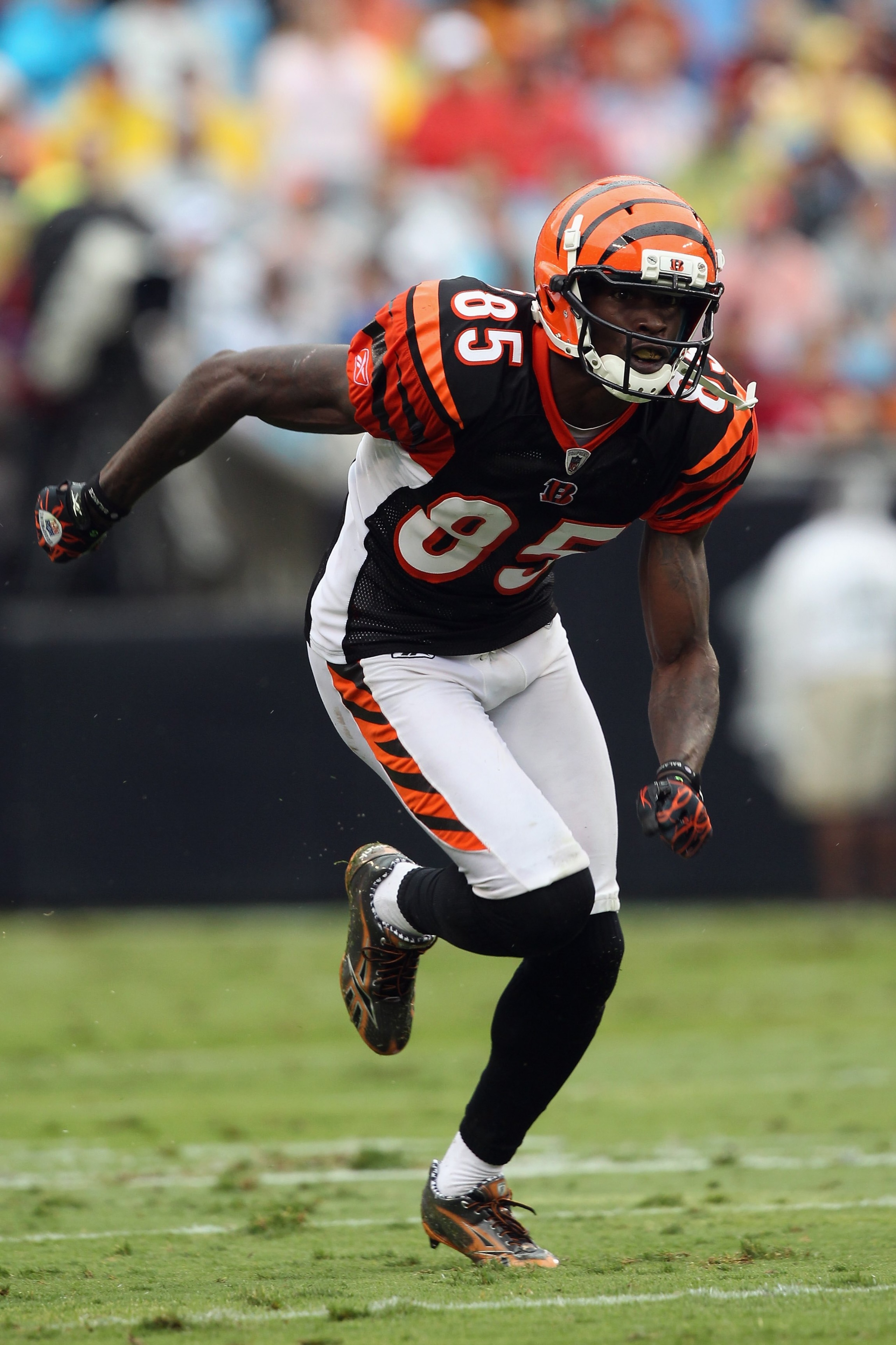 CHARLOTTE, NC - SEPTEMBER 26:  Chad Ochocinco #85 of the Cincinnati Bengals during their game against the Carolina Panthers at Bank of America Stadium on September 26, 2010 in Charlotte, North Carolina.  (Photo by Streeter Lecka/Getty Images)