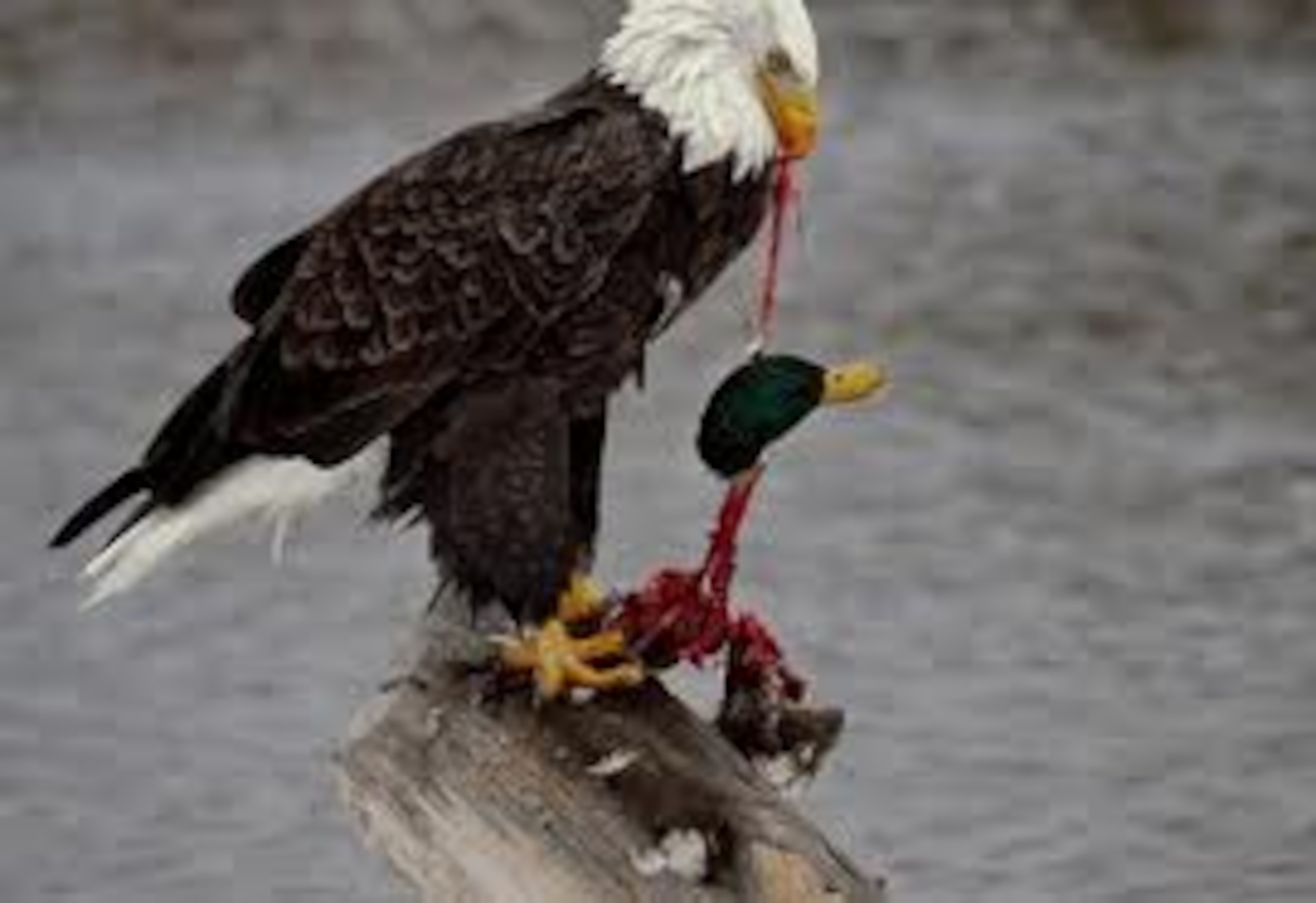 The current dialogue between Oregon and Auburn fans is just as graphic.