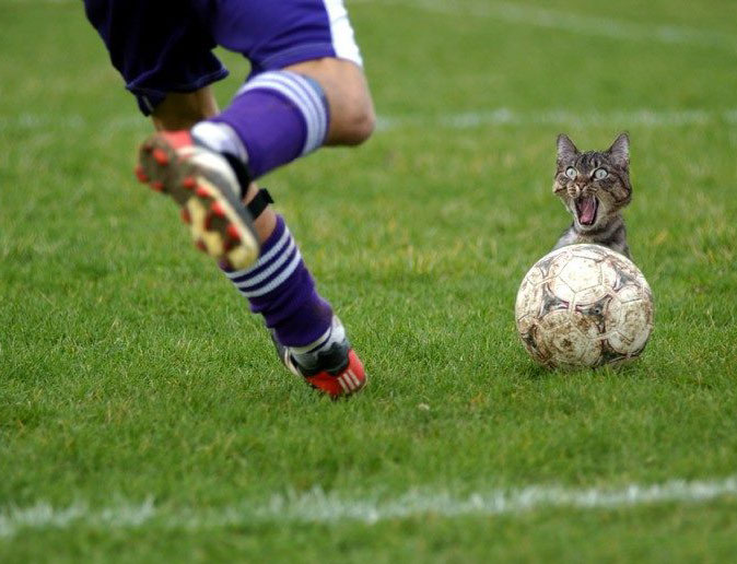 Funny Football Pictures from Around the World | News, Scores, Highlights,  Stats, and Rumors | Bleacher Report