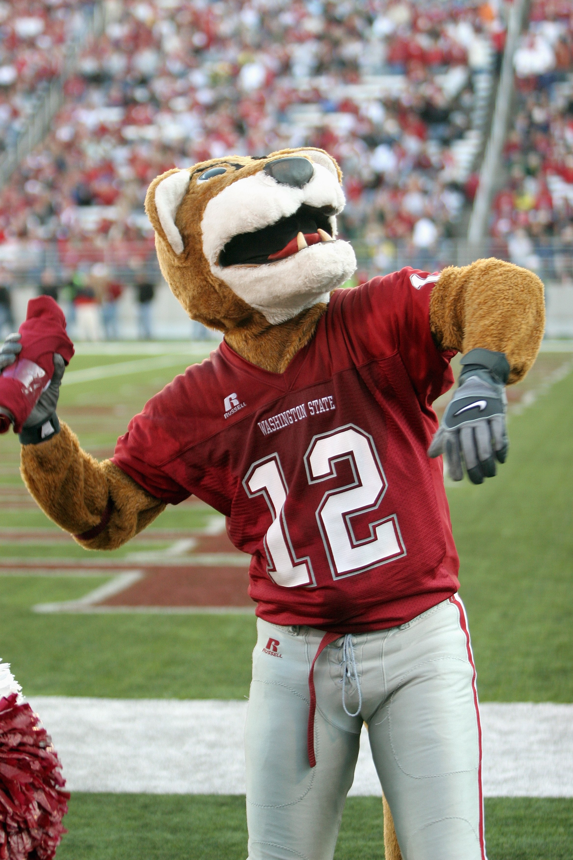 PULLMAN, WA - OCTOBER 21:  The Washington State Cougars mascot entertains the crowd during the game against the Oregon Ducks on October 21, 2006 at Martin Stadium in Pullman, Washington. Washington State won 34-23. (Photo by Otto Greule Jr/Getty Images)