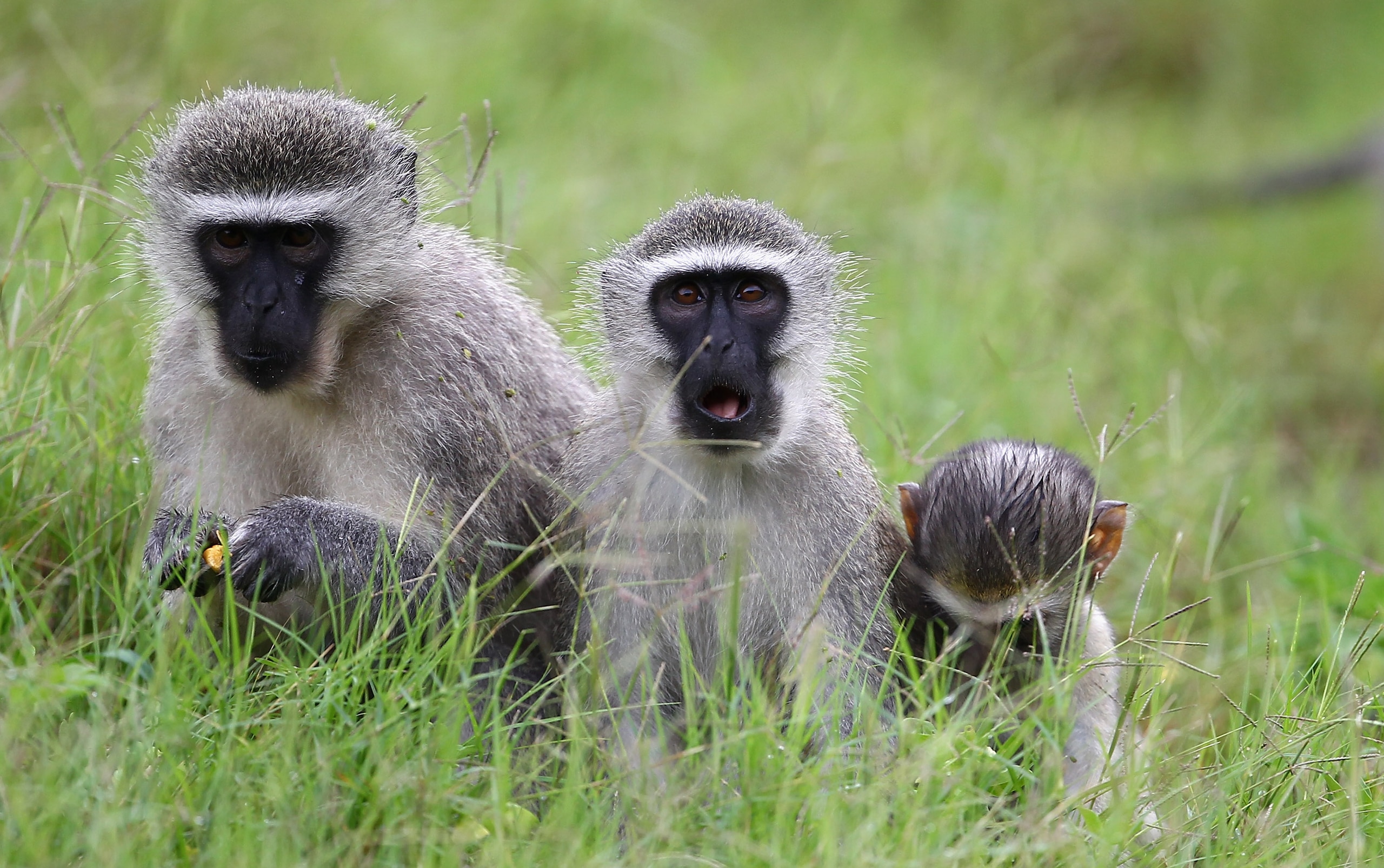 DURBAN, SOUTH AFRICA - DECEMBER 19:  Monkeys are seen on the course during round three of the South African Open Golf Championship at the Durban Country Club on December 19, 2010 in Durban, South Africa.  (Photo by Julian Finney/Getty Images)