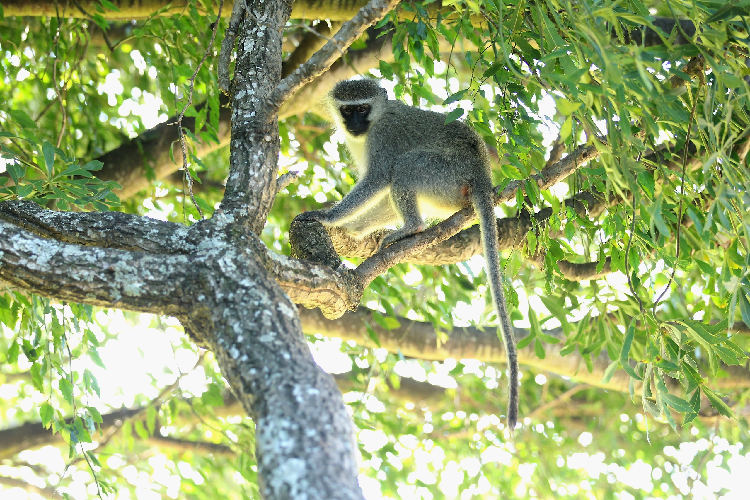 EAST LONDON, SOUTH AFRICA - JANUARY 07:  A monkey looks on from the trees on the 16th green during the second round of the Africa Open at East London GC on January 7, 2011 in East London, South Africa.  (Photo by Warren Little/Getty Images)