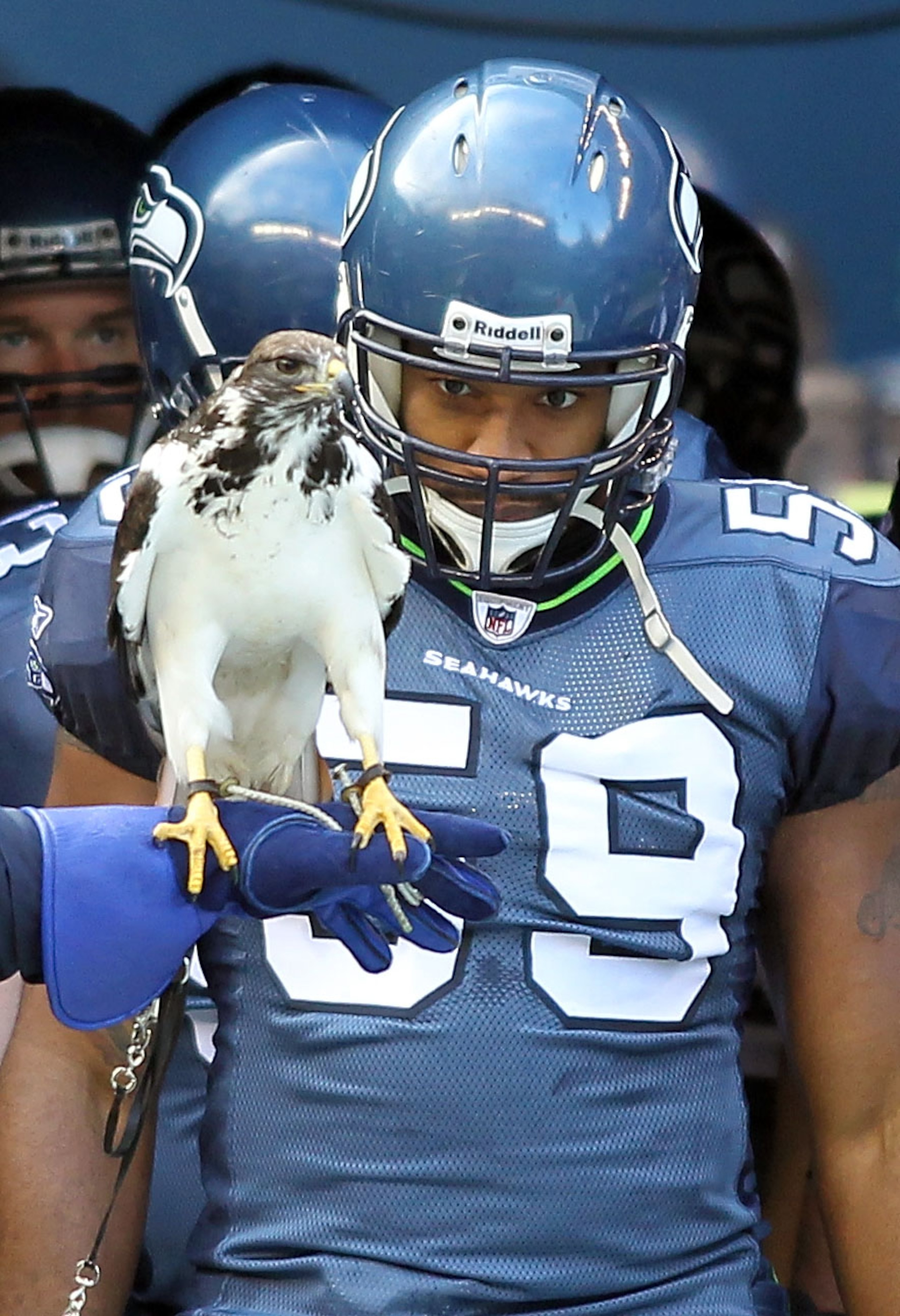 SEATTLE, WA - JANUARY 08:  Aaron Curry #59 of the Seattle Seahawks looks at the hawk that prepares to fly at the beginning of player introductions before taking on the New Orleans Saints in the 2011 NFC wild-card playoff game at Qwest Field on January 8,