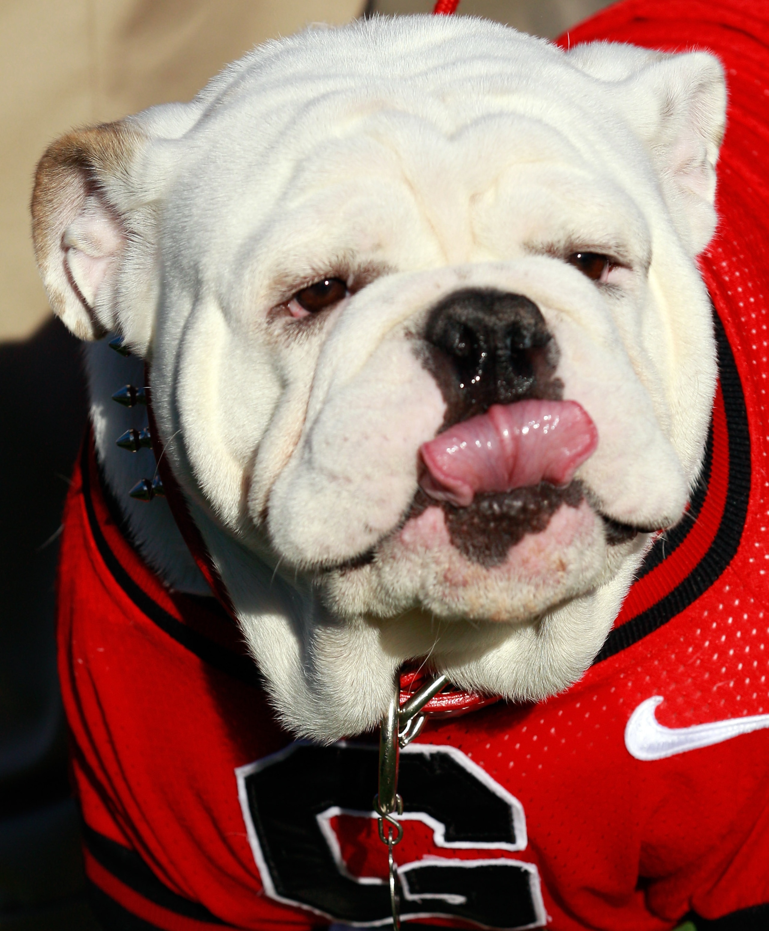 JACKSONVILLE, FL - OCTOBER 30:  Georgia Bulldogs mascot UGA VIII watches the action during the game against the Florida Gators at EverBank Field on October 30, 2010 in Jacksonville, Florida.  (Photo by Sam Greenwood/Getty Images)