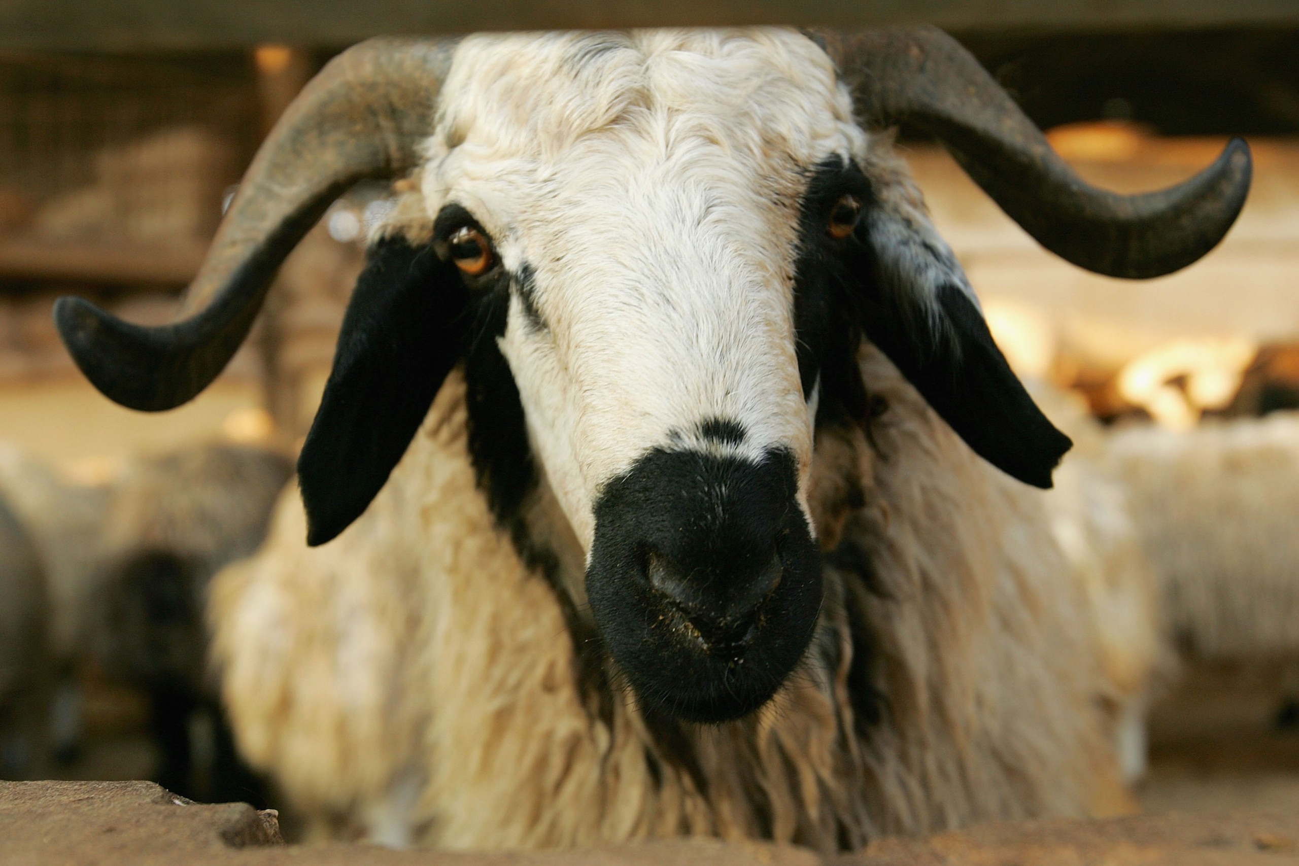 DOHA, QATAR - NOVEMBER 27:  A goat stands in it's pen at the Animal and Bird Market on Salwa Road  November 27, 2006 in Doha, Qatar. The livestock market is a popular destination for tourists to Qatar, as well as a tradiing destination for local residents