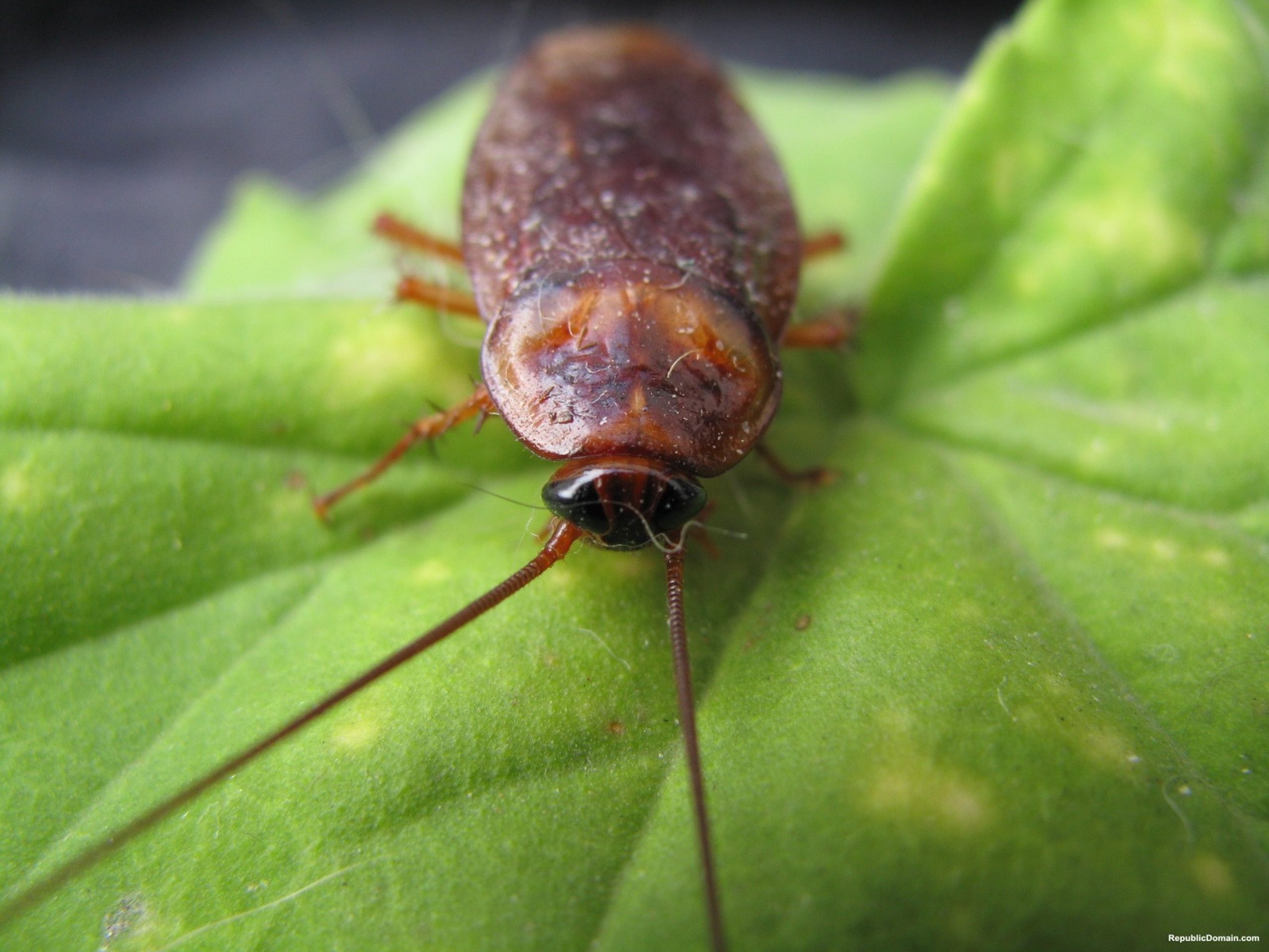 The Cockroach Museum is sure to freak out both wives and kids.