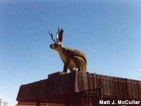 ...turn right at the giant jackalope...