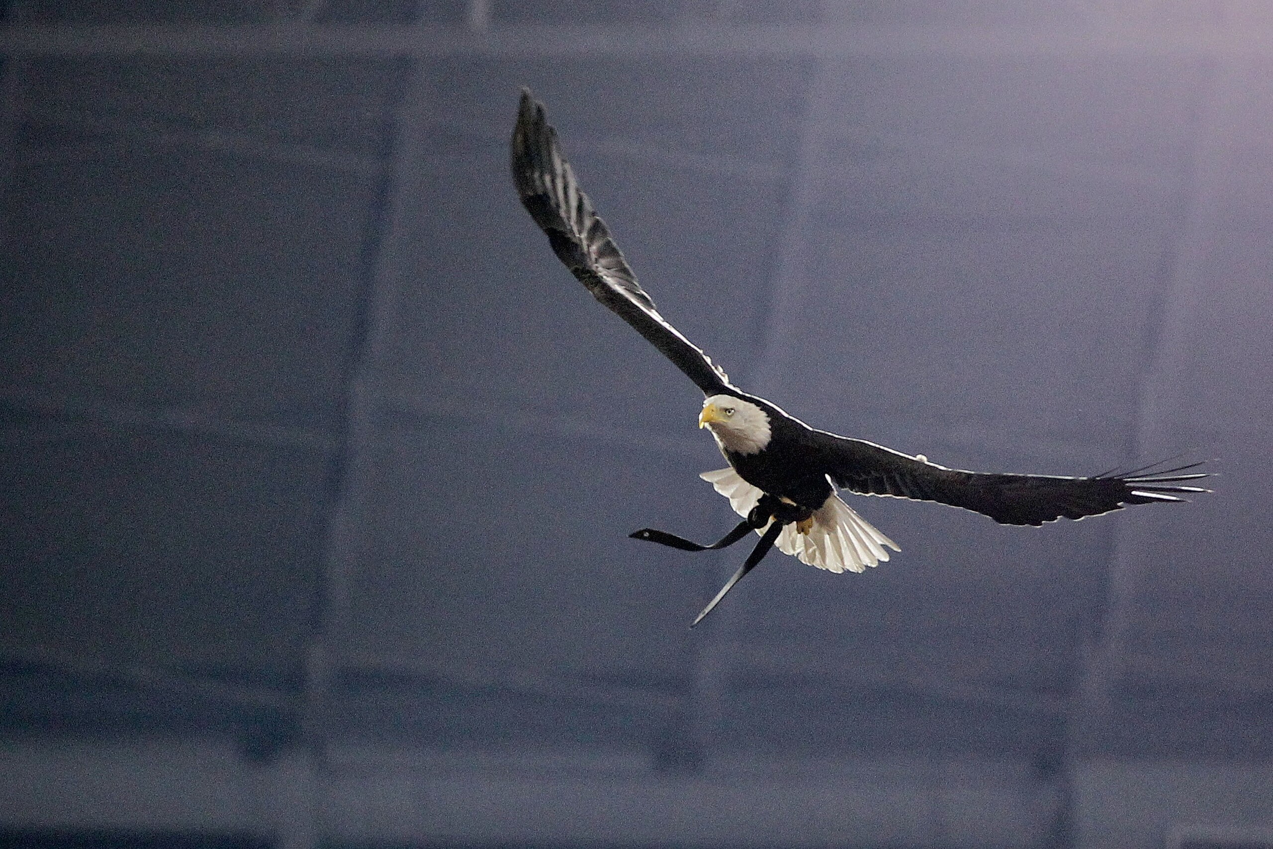 GLENDALE, AZ - JANUARY 10:  Challenger, a Bald Eagle circles the stadium during the national anthem for the Tostitos BCS National Championship Game between the Oregon Ducks and Auburn Tigers at University of Phoenix Stadium on January 10, 2011 in Glendale