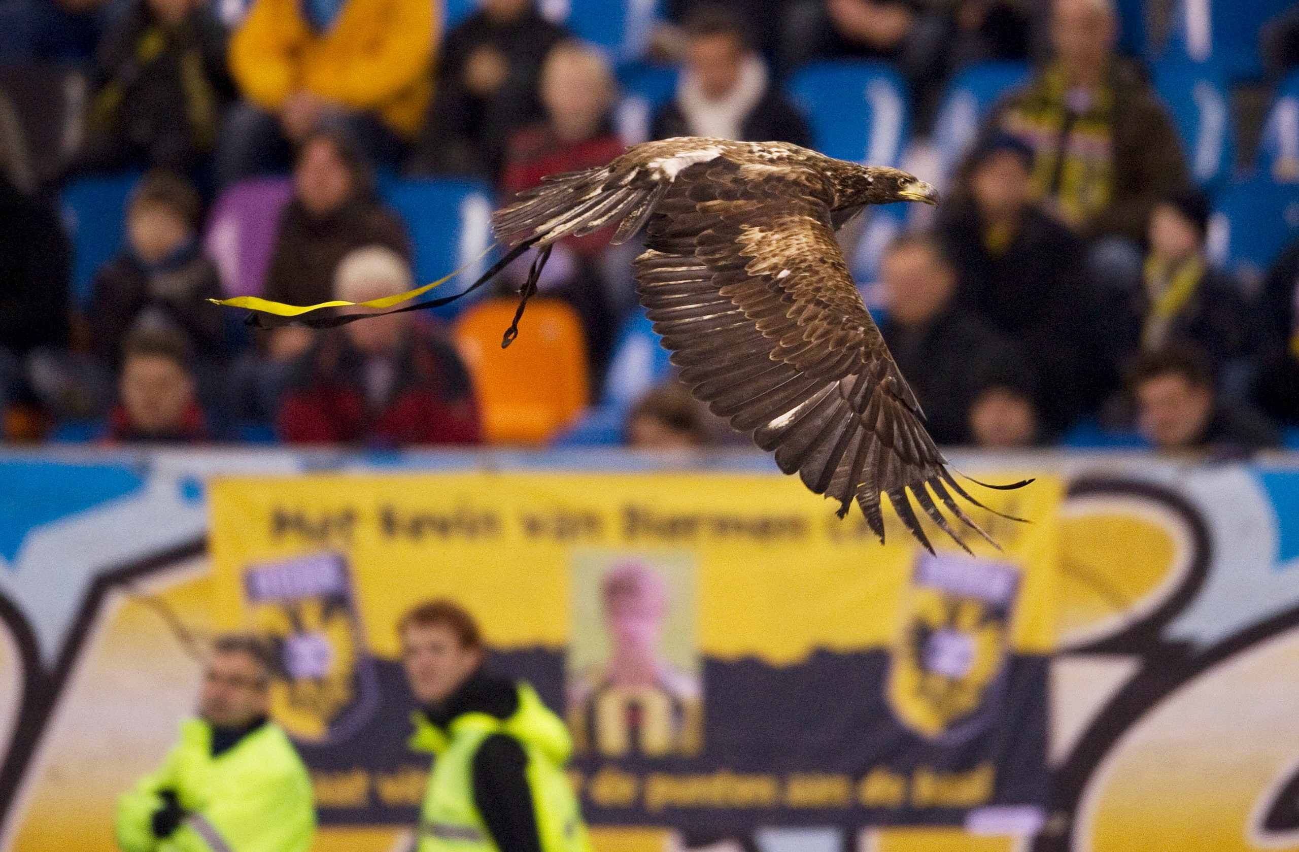 ARNHEM, NETHERLANDS - JANUARY 29:  A golden eagle flies in the stadium before  the match in the Eredivisie between Vitesse and Roda JC at the Gelredome on January 29, 2011 in Arnhem, Netherlands, their Mascotte , bald eagle called 'Hertog' flies in the st